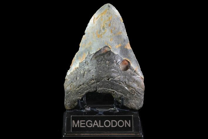 Bargain, Megalodon Tooth - North Carolina #82920